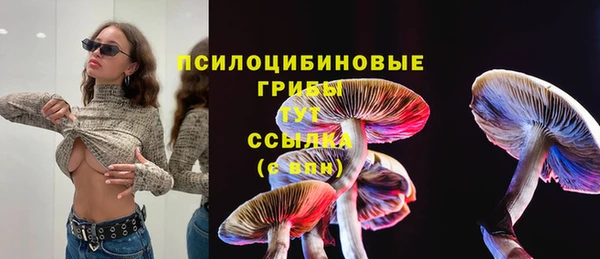 прущие грибы Дмитровск