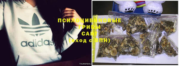 прущие грибы Дмитровск